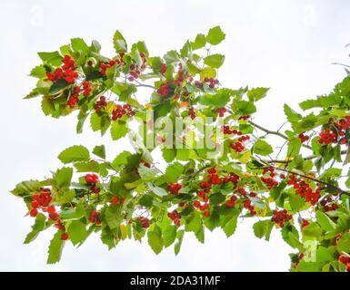 Reif leuchtend rote Weißdornbeere an Zweigen mit grünen Blättern. Konzept nützliche Heilpflanze von Crataegus monogyna mit reifen Beeren Stockfoto