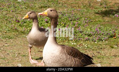 Anser anser für Essen Stockfoto