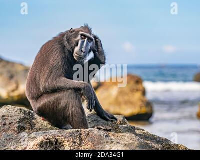 Schwarze Crested Macaques im Tangkoko Nature Reserve, Nord Sulawesi, Indonesien Stockfoto