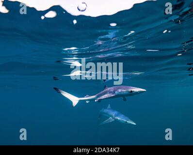 Schnorcheln mit Blue Sharks vor der Küste von Plymouth, Großbritannien Stockfoto