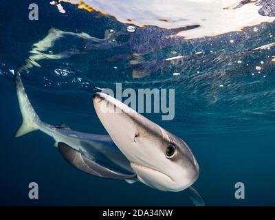 Schnorcheln mit Blue Sharks vor der Küste von Plymouth, Großbritannien Stockfoto