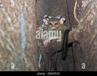 Spectral Tarsier im Tangkoko Nature Reserve Stockfoto