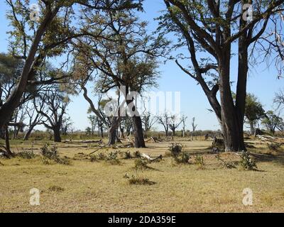 Wunderschöne Natur des Moremi Game Reserve in Botswana Stockfoto