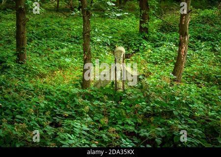 Alte Zaunpfosten am Gleis der ehemaligen Mineraleisenbahn bei Droppingwell, einmal mit Kohle von Grange Colliery nach Blackburn bei Rotherham Stockfoto