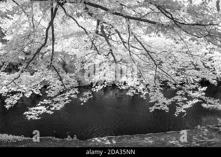 Maidenhead, Berkshire, UK., Sonntag, 09/08/2020, Infra Red, Raymill Island, General View, [Pflichtangabe: Peter Spurrier], Stockfoto