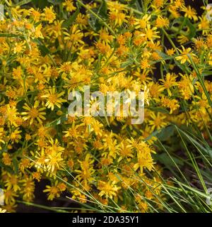 Dittrichia viscosa, Falsche Yellowhead Pflanze in Blume Stockfoto