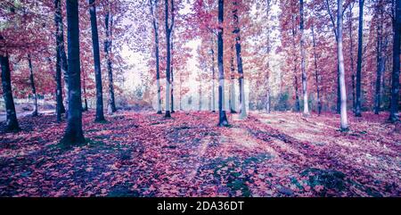 Herbstwaldlandschaft. Zauberhafte Aussicht auf den Morgen in kalten Farben. Stockfoto