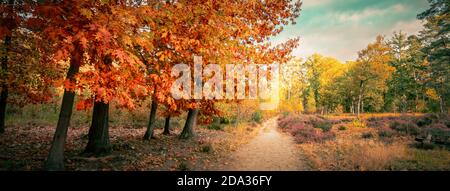 Herbstwaldlandschaft mit roten Eichen (Quercus Rubra). Panoramablick. Stockfoto