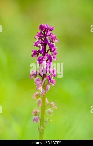 Frühe Purple Orchid (Orchis mascula) blüht im Frühling am Samtboden in den Mendip Hills, Somerset, England. Stockfoto