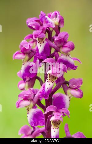 Frühe Purple Orchid (Orchis mascula) blüht im Frühling am Samtboden in den Mendip Hills, Somerset, England. Stockfoto