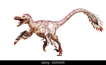 Running Velociraptor mongoliensis isoliert auf weißem Hintergrund. Theropod Dinosaurier mit Federn aus Kreidezeit wissenschaftliche 3D-Rendering illustrr Stockfoto