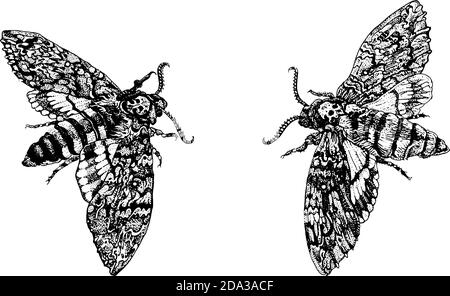 Acherontia Styx oder Death's-Head Hawkmoth Schmetterlinge. Hand gezeichnete Tinte Stift Illustration isoliert schwarz auf weiß. T-Shirt-Print, Tattoo-Design in dotwork Stock Vektor
