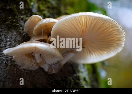 Mucidula mucida, allgemein bekannt als Porzellanpilz Stockfoto