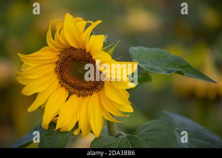 Sonnenblume (Helianthus annuus) Feld Stockfoto