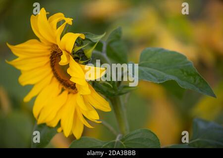 Sonnenblume (Helianthus annuus) Feld Stockfoto