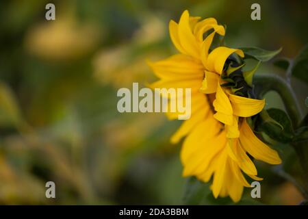 Sonnenblume (Helianthus annuus) Feld Stockfoto