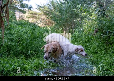 Zwei weiße Hunde spielen und laufen in einem Bach umgeben Durch Schilf und hohes grünes Gras Stockfoto