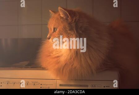 Sibirische Hauskatze auf der Waschmaschine Stockfoto