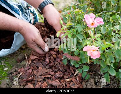 Der Gärtner nutzt die Kiefernrinde, um in Erwartung des Winters einen Rosenstrauch zu mulchen. Mulchen ist eine Kultivierungstechnik. Stockfoto