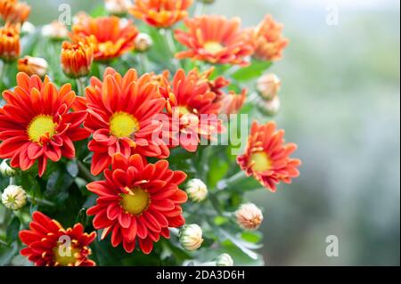 Chrysantheme, manchmal auch als Mütter oder chrysanthen, sind blühende Pflanzen in der Familie Asteraceae. Es ist die Lieblingsblume für den Monat November Stockfoto