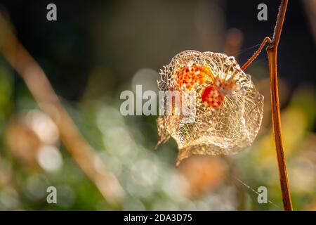 Orange Laternen Frucht Calyces Physalis alkekengi oder Blase Kirsche oder chinesische japanische Laterne Stockfoto