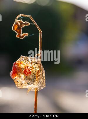 Orange Laternen Frucht Calyces Physalis alkekengi oder Blase Kirsche oder chinesische japanische Laterne Stockfoto