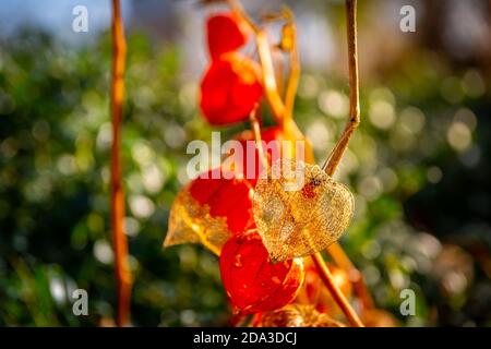 Orange Laternen Frucht Calyces Physalis alkekengi oder Blase Kirsche oder chinesische japanische Laterne Stockfoto