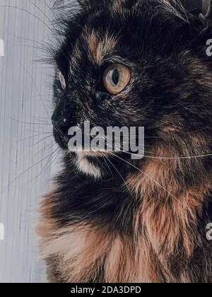 Vertikale Aufnahme einer niedlichen Katze Stockfoto