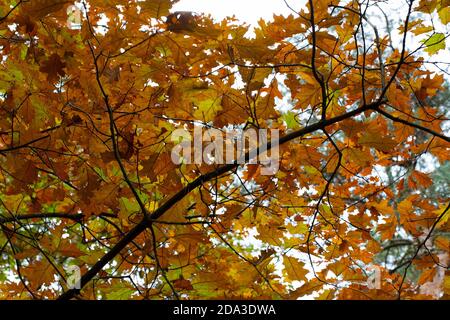 Herbstblätter der nördlichen Roteiche (Quercus rubra) Stockfoto