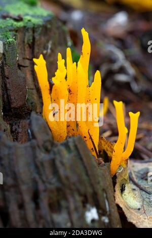 Gelbepilz, gelbes Stagshorn (Calocera viscosa) Stockfoto