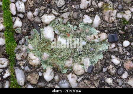 Flechten Lecanora muralis wächst auf Betonpflaster Stockfoto