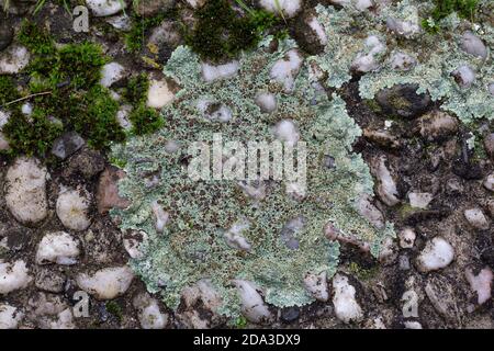 Flechten Lecanora muralis wächst auf Betonpflaster Stockfoto