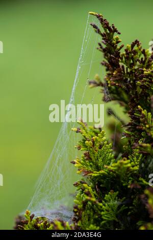 Ein mit Tau und Feuchtigkeit bedecktes Spinnennetz (Arachnida) spann sich über Nadelpflanzen im Herbst für den Fang von Insektenfreuten sichtbarer Durch die Wassertropfen Stockfoto