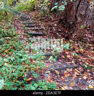 Eine alte Steintreppe führt zur Spitze des Abhangs, mit gefallenen Blättern, die den Weg bedecken. Stockfoto