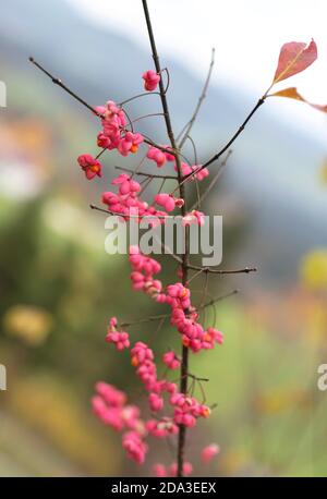 Herbst Beeren auf Spindel Baum ein Euonymus europaeus 'Red Cascade'. Hintergrund der rosa Blüten der Europäischen Spindel Baum Stockfoto