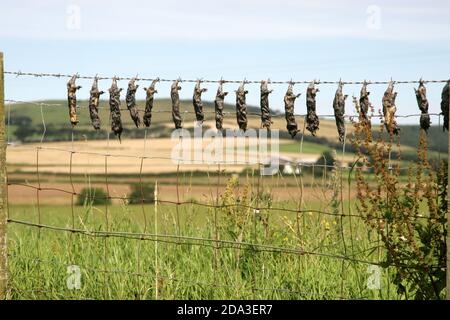 Ayrshire, Schottland, Großbritannien, Tote Maulwürfe hängen an einem Farmerzaun.Moles, die in einem Gebiet gefangen werden, werden an Zäunen gehängt, so dass die Bauern sehen können, welche wo gefangen wurden Stockfoto