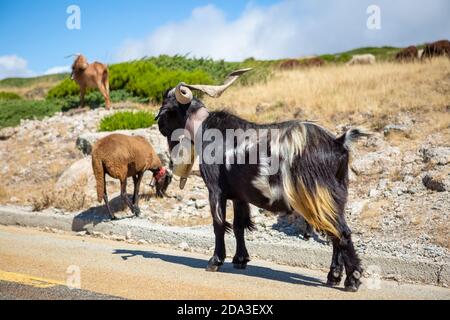 Blick auf eine Bergziege auf der Randstraße und grasen auf dem Feld mit einer Glocke um den Hals, in der Serra da Estrela in Portugal Stockfoto