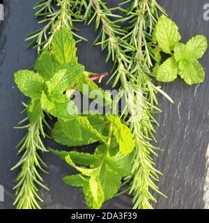 Rosmarinzweige und Minze im Garten Stockfoto