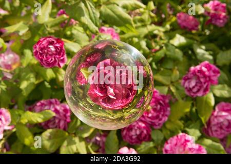 Ein Rosenbusch und eine Kristallkugel Stockfoto