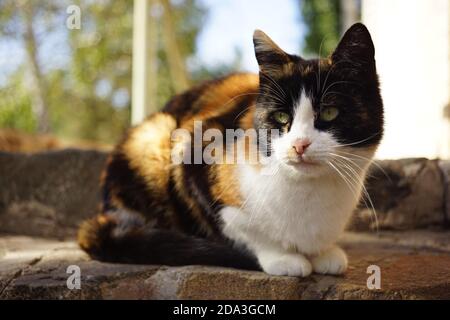 Tricolor Kitty ruht im sonnigen Garten. Entspannendes Haustier Porträt im Freien Stockfoto