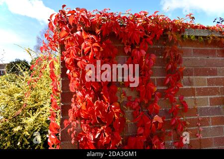 Nahaufnahme der roten Efeu-Pflanze, auch bekannt als Virginia Creeper, Klettern eine rote Backsteinmauer draußen im Herbst Sonnenschein Stockfoto