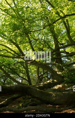 Buche in einem englischen Holz Stockfoto