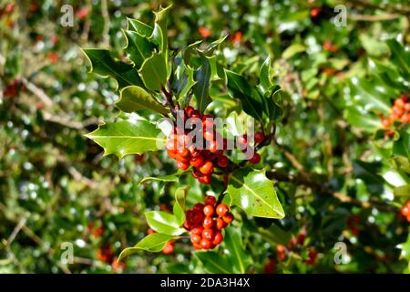 Nahaufnahme der Gruppe von roten Stechbeeren auf einem Üppiger grüner Stechbusch bei Wintersonnenstrahlen Stockfoto