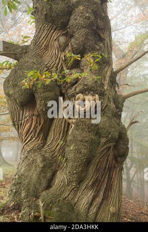 Süße Kastanie, Castanea sativa, spanische Kastanie, Kastanienbaum, verdrehter knorriger Stamm und Rinde eines alten Baumes, Sussex, Großbritannien Stockfoto