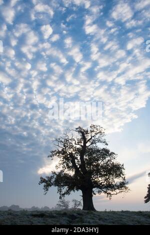 Einzelne alte Eiche auf einem Hügel isoliert gegen ungewöhnliche zerbrochene Wolken am Rand einer Wetterfront, Sussex, Großbritannien, November Stockfoto