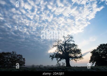 Einzelne alte Eiche auf einem Hügel isoliert gegen ungewöhnliche zerbrochene Wolken am Rand einer Wetterfront, Sussex, Großbritannien, November Stockfoto