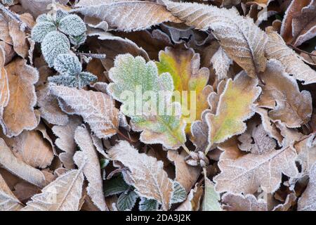 Drei gelbe und grün gefrostete Eichenblätter auf dem Boden neben anderen Blättern im Frost, die Adern zeigen Stockfoto
