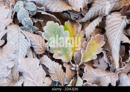 Drei gelbe und grün gefrostete Eichenblätter auf dem Boden neben anderen Blättern im Frost, die Adern zeigen Stockfoto