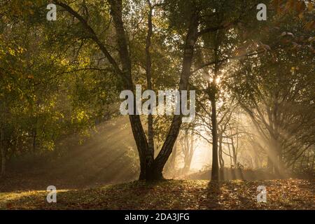 atmosphärische Sonnenstrahlen, Strahlen des Sonnenlichts, Sonnenstrahlen, durch Nebel in gemischten Bäumen im Herbstwald, Sussex, Großbritannien, November Stockfoto