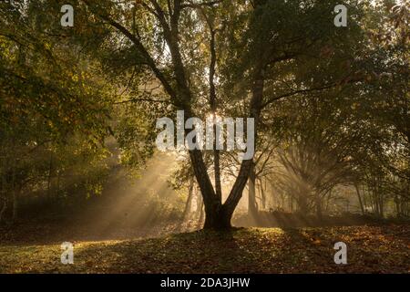 atmosphärische Sonnenstrahlen, Strahlen des Sonnenlichts, Sonnenstrahlen, durch Nebel in gemischten Bäumen im Herbstwald, Sussex, Großbritannien, November Stockfoto